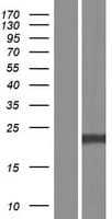 SNAP23 / SNAP-23 Protein (Over-Expression Lysate Myc-DDK (Flag))