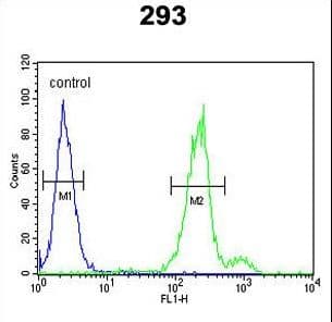 CLRN3 Antibody (aa196-222)