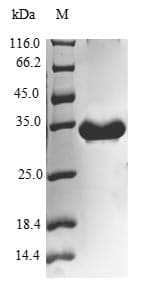 Human UQCR10 / UCRC Protein (Recombinant GST, N-terminus)