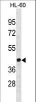 EVX1 Antibody (aa172-200)