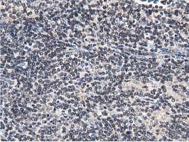 FAM40A Antibody (clone OTI7B8)