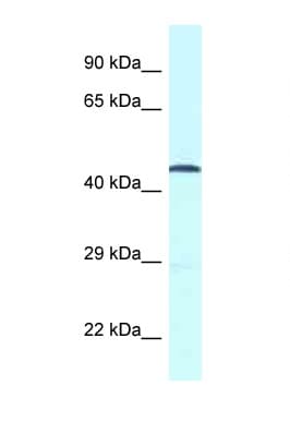 GPR52 Antibody (C-Terminus)