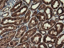 CLPP Antibody (clone OTI1G9)