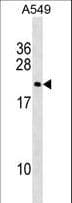 DUX3 Antibody (aa21-48)