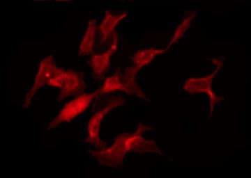 TNFAIP1 Antibody