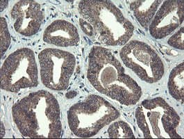 RPN1 / Ribophorin I Antibody (clone OTI5B1, Carrier-free)