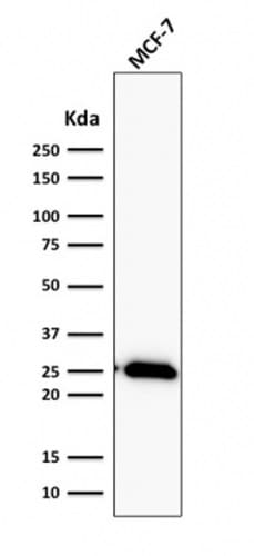 PathPlus™ BCL2 / Bcl-2 Antibody (clone BCL2/2210R)