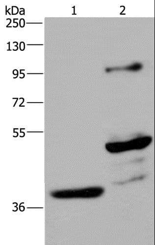 GAS7 Antibody