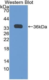 GDF10 / BMP3B Antibody (aa1-288)