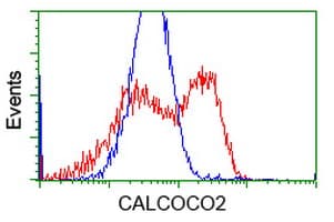 Monoclonal Mouse anti-Human CALCOCO2 Antibody (clone OTI2D11, IF, WB)