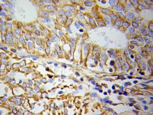 CYCS / Cytochrome c Antibody