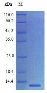 Mouse CCL27 Protein (Recombinant)