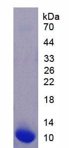 Human EGF Protein (Recombinant His)