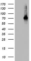 Monoclonal Mouse anti-Human CD68 Antibody (clone OTI8A4, aa22-319, IHC, WB)