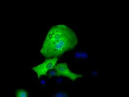 RFPL1 Antibody (clone OTI1D3, Carrier-free)