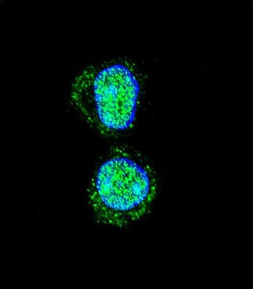 HOXA10 Antibody (aa244-271)