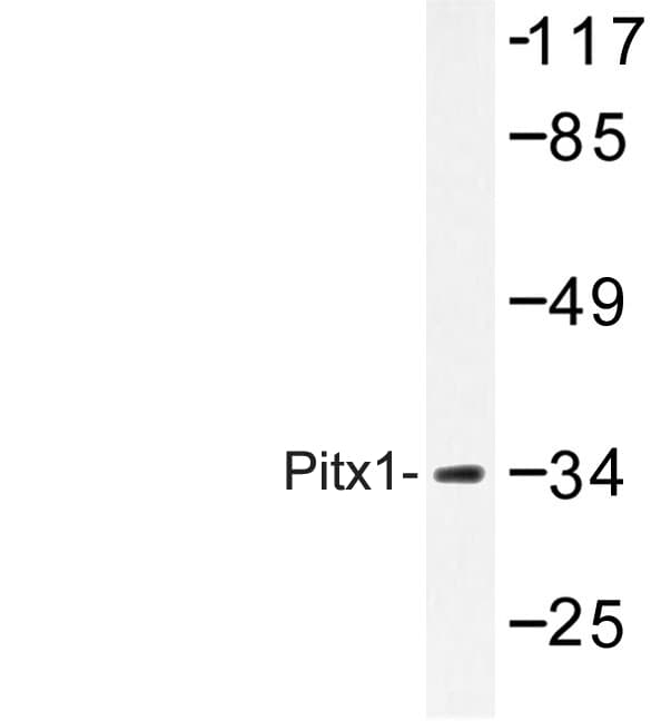 PITX1 Antibody (Glu130)