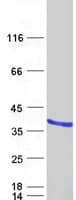 Human UNC119 / Retinal Protein 4 (Recombinant Myc-DDK (Flag))