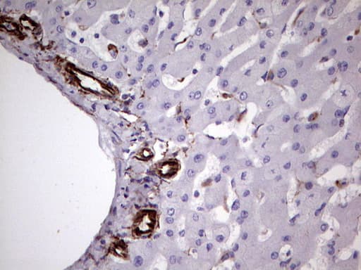 Monoclonal Mouse anti-Human Vimentin Antibody (clone UMAB159, Carrier-free, aa210-466, IHC, IF, WB)