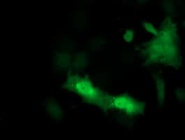 PSMF1 Antibody (clone OTI2F9)