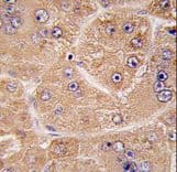 Polyclonal Rabbit anti-Human FUCA2 Antibody (aa138-167, IHC, WB)