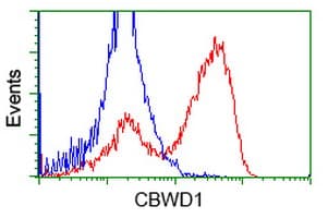 CBWD1 Antibody (clone OTI5H2)
