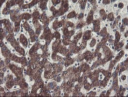 Monoclonal Mouse anti-Human C1orf151 Antibody (clone 4H7, Carrier-free, IHC, WB)