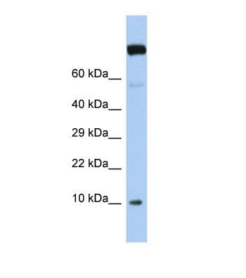 Polyclonal Rabbit anti-Human WBP5 Antibody (N-Terminus, WB)