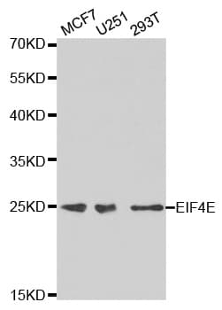 EIF4E Antibody