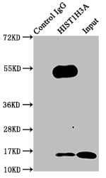 HIST1H3A Antibody