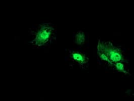 NANP Antibody (clone OTI4D11)