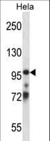 TCEB3 / Elongin A Antibody (aa253-282)
