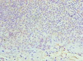 MCM6 Antibody (aa562-821)
