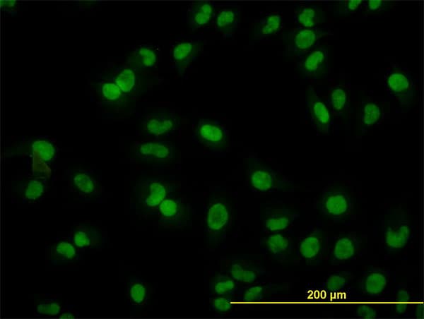 ARL6IP4 Antibody (clone 5E5)