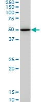 HNF4A / HNF4 Antibody (clone 4E2)