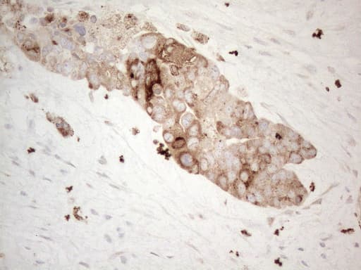 GRN / Granulin Antibody (aa327-593, clone OTI4B9)