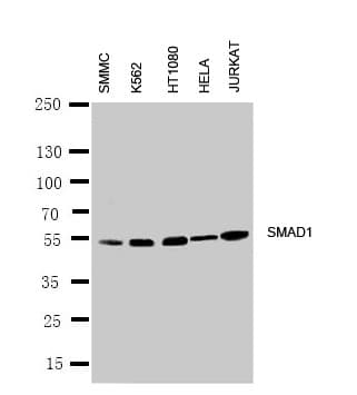 SMAD1 Antibody (aa253-267)