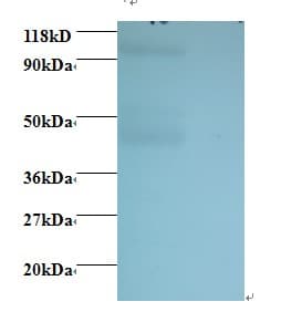 Rabbit Anti-Mouse IgG Fab Secondary Antibody