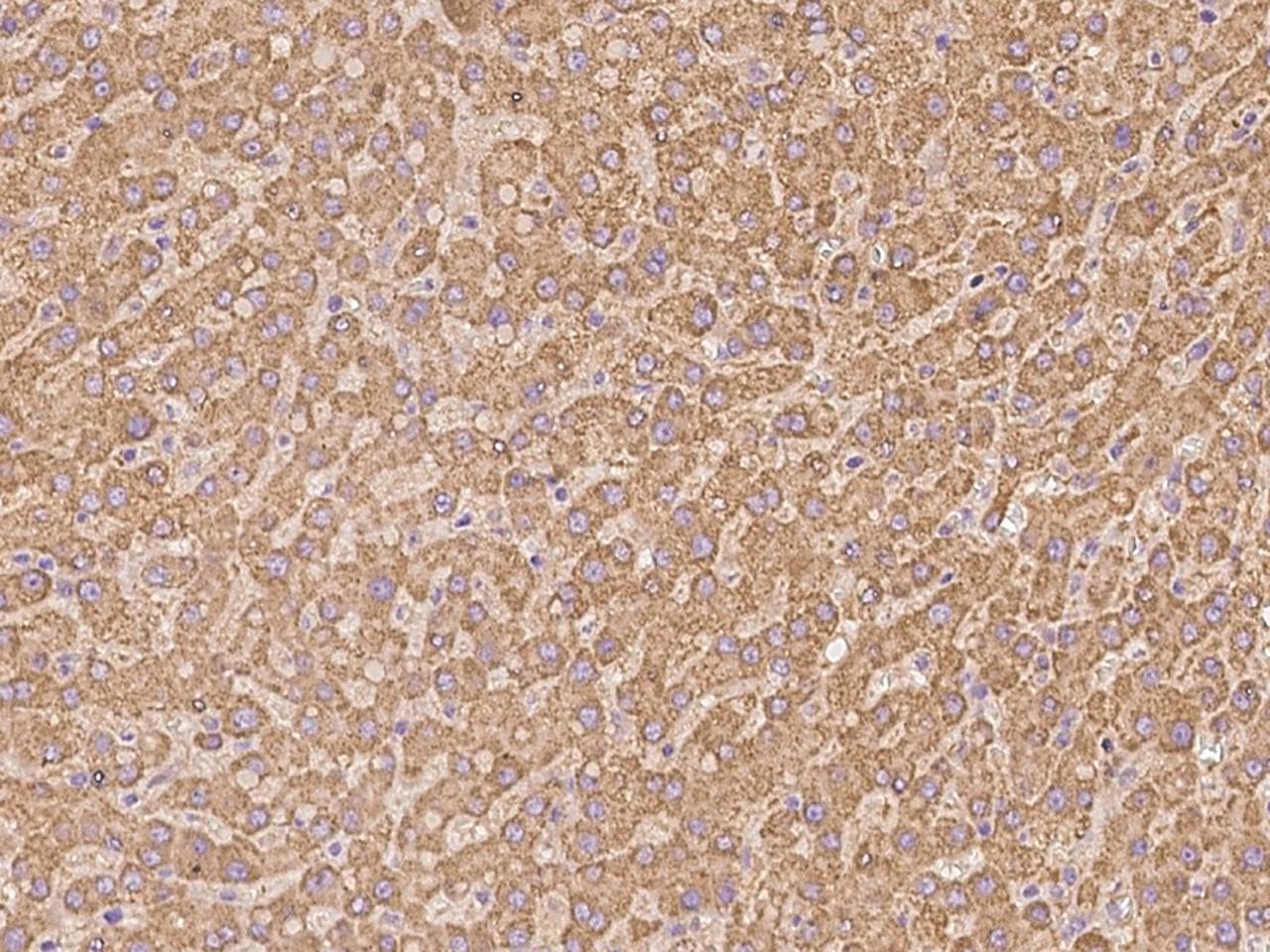 AIFM1 / AIF / PDCD8 Antibody