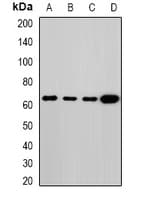 MLPH / Melanophilin Antibody