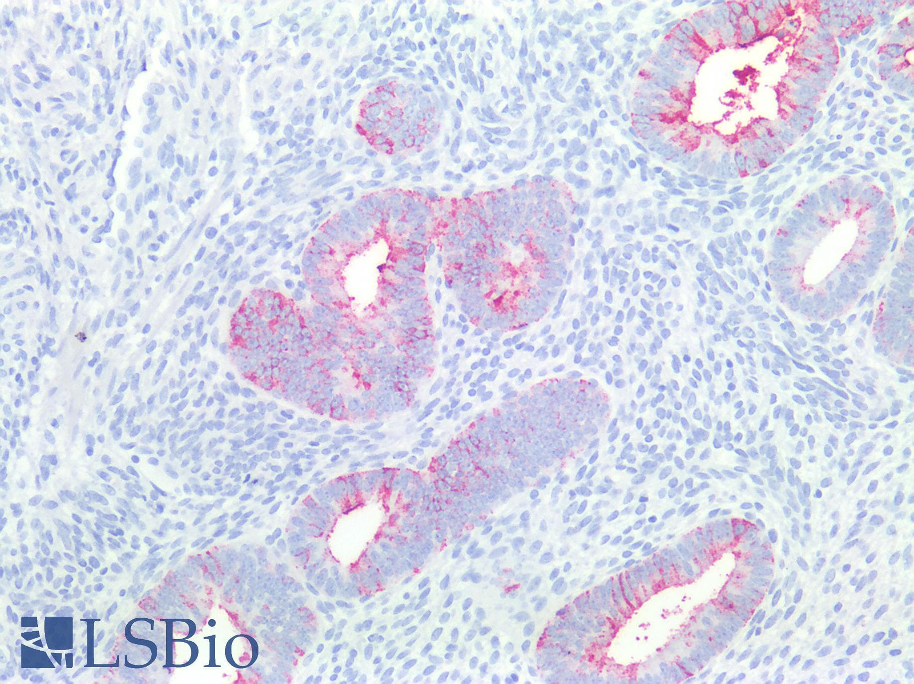 PathPlus™ SSEA-1 / Lewis x / CD15 Antibody (clone MMA)