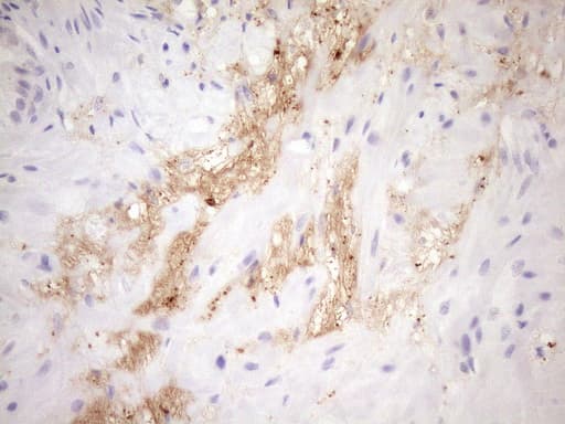 HBP17 / FGFBP1 Antibody (aa24-234, clone OTI2B6, Carrier-free)