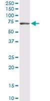 IHC-plus™ GBP1 Antibody (clone 4D10)