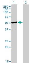 Monoclonal Mouse anti-Human TRAF4 Antibody (clone 3F6, IHC, WB)
