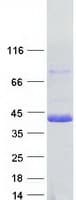 Human USF2 Protein (Recombinant Myc-DDK (Flag))