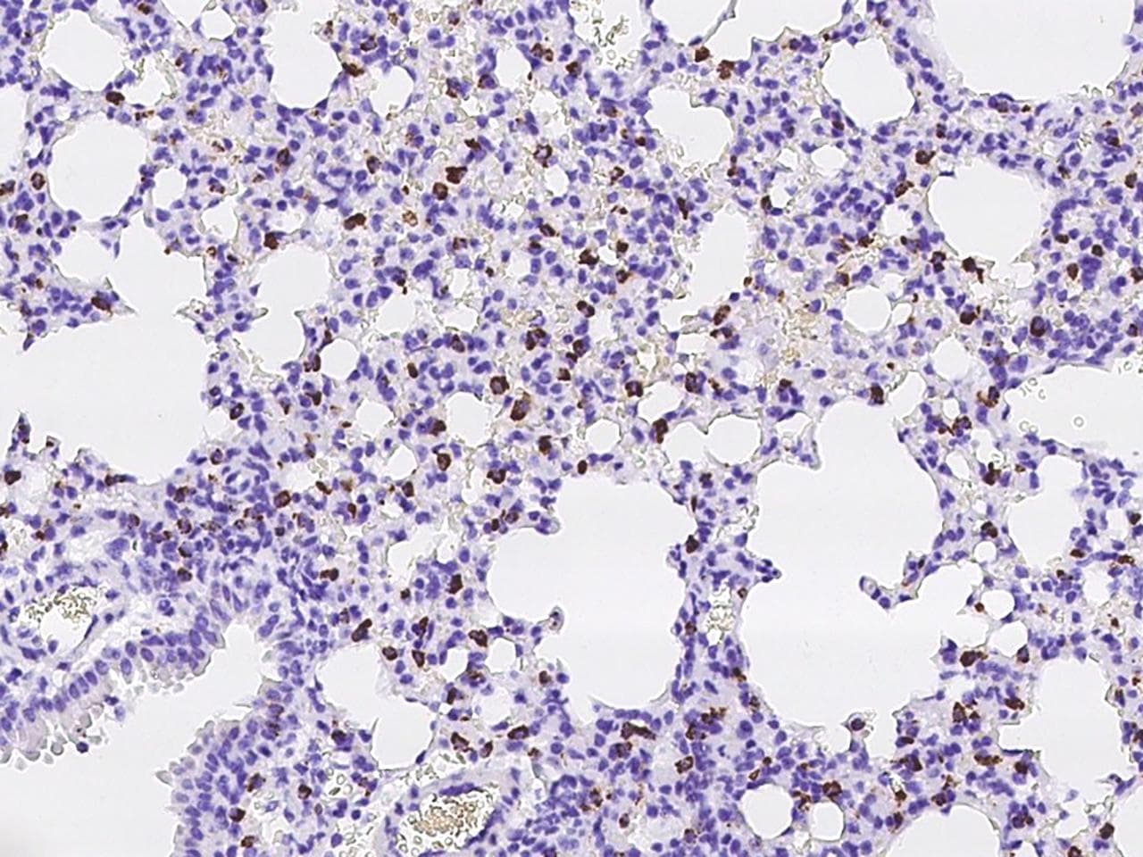 LAMP3 / CD208 Antibody
