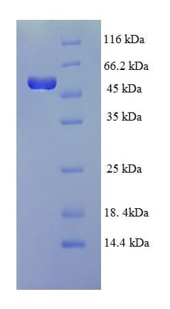 Lysobacter Enzymogenes ArgC Protein (Recombinant GST)