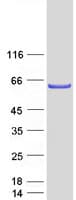 Human CRTR1 / TFCP2L1 Protein (Recombinant Myc-DDK (Flag))