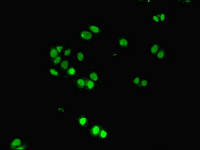 DDIT3 / CHOP Antibody