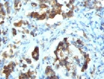 CDC20 Antibody (clone CLDC20-1)